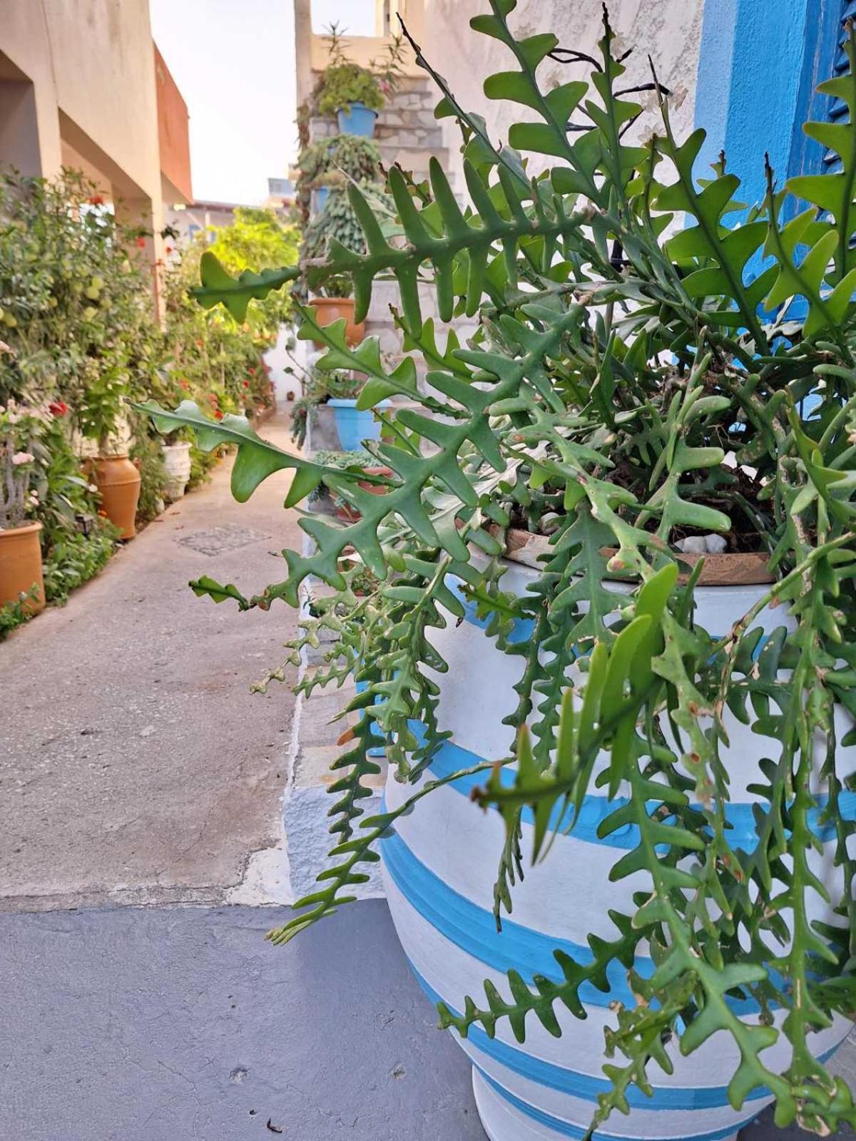 Βig Βlue Apartments Makry Gialos  Exterior photo